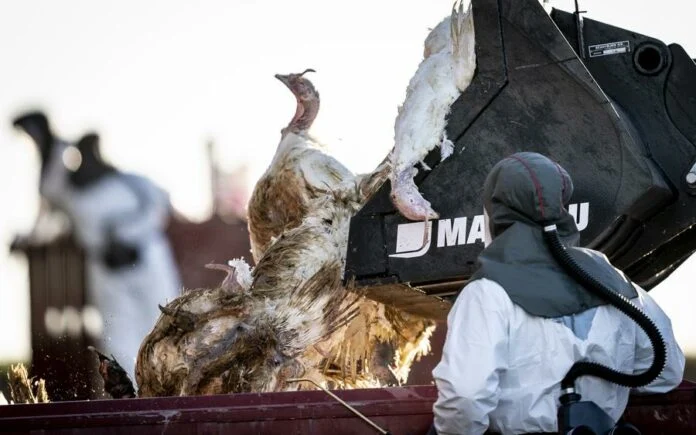 ΠΟΥ: Σήμανε νέο συναγερμό και μιλά για νέα πανδημία – Η γρίπη των πτηνών μεταπήδησε στα θηλαστικά