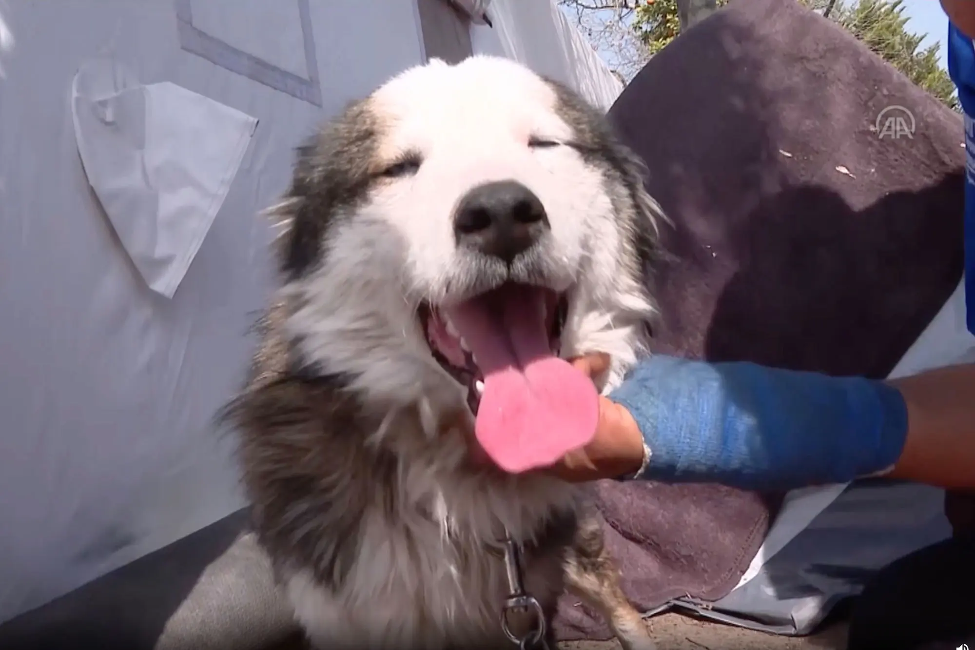 Δράμα: Άνδρας έκοψε με ψαλίδι τα αυτιά αδέσποτου σκύλου