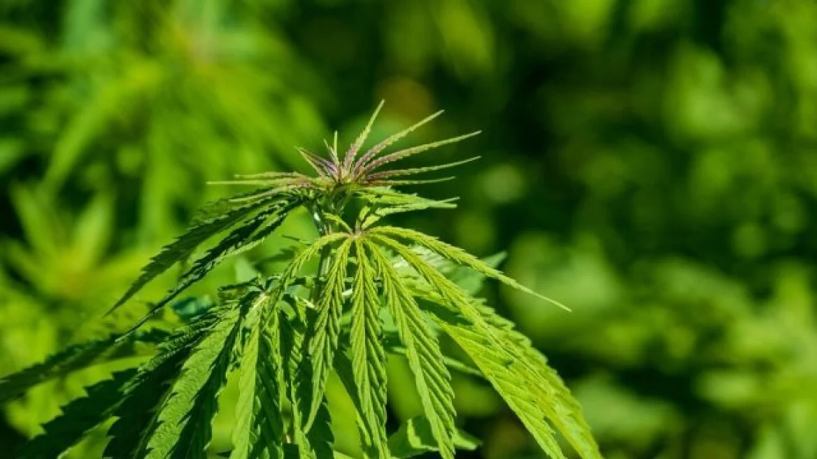 Κάνναβη - ΟΗΕ: Αύξηση των προβλημάτων υγείας στις χώρες όπου έχει νομιμοποιηθεί
