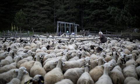 Αντιδρούν οι κτηνοτρόφοι για το «καλάθι του Πάσχα»- Μιλούν για κακή ποιότητα κρέατος και παράνομες ελληνοποιήσεις