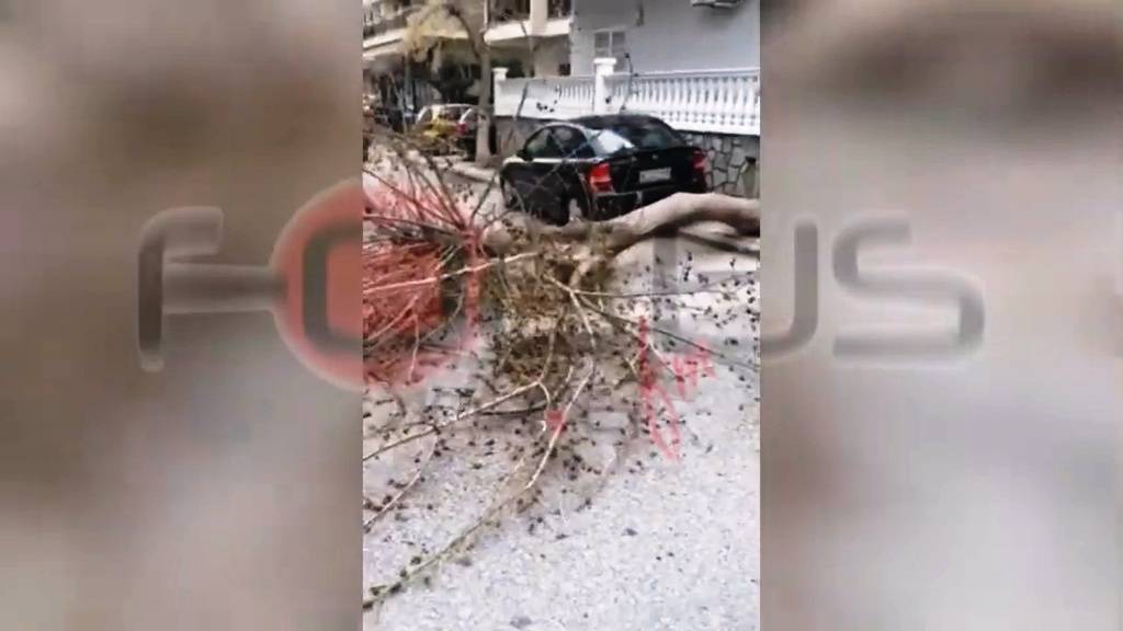 Κάτοικοι έκοψαν και απομάκρυναν πεσμένο δέντρο καθώς δεν ανταποκρίθηκε ο Δήμος και η Πυροσβεστική