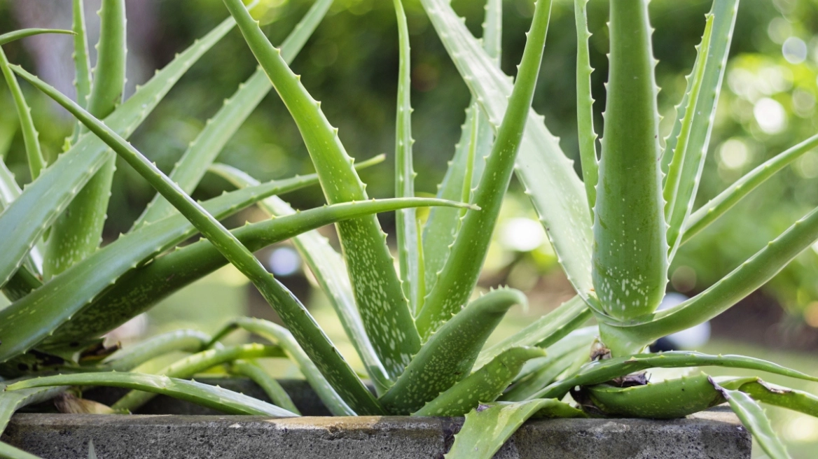 Και η αλόη βέρα στη λίστα του ΠΟΥ με τις πιθανώς καρκινογόνες ουσίες