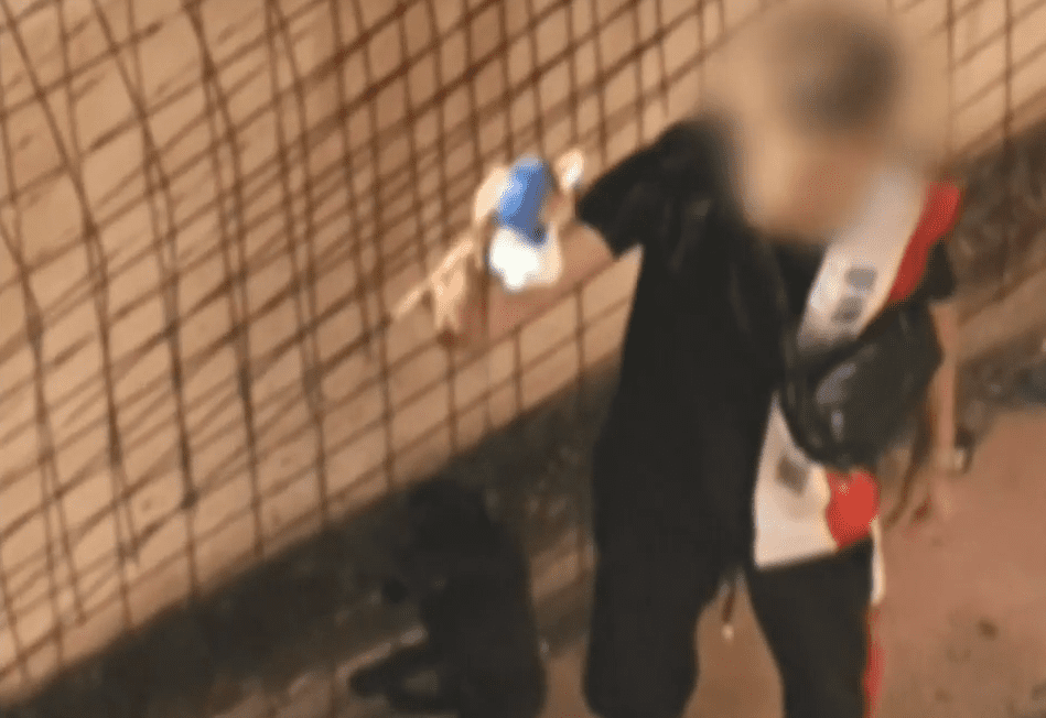 Κακοποίηση σκύλου στην κάμερα – Δράστης ένα ανήλικο αγόρι