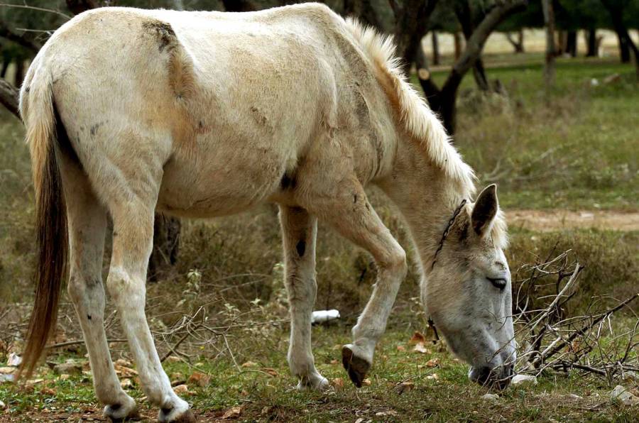 Χαλκίδα:Νεκρό άλογο δίπλα από κατάλυμα Ρομά–Βασανίστηκε με αλυσίδα και σχοινί πριν πεθάνει