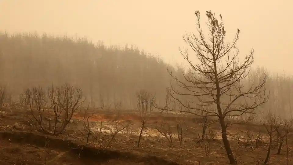 «Το δάσος της Δαδιάς έχει χαθεί»
