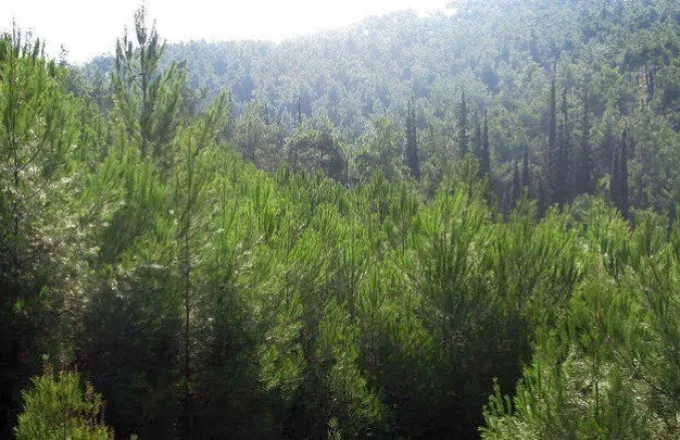 Απαγόρευση κυκλοφορίας σε δασικές περιοχές στη Χαλκιδική