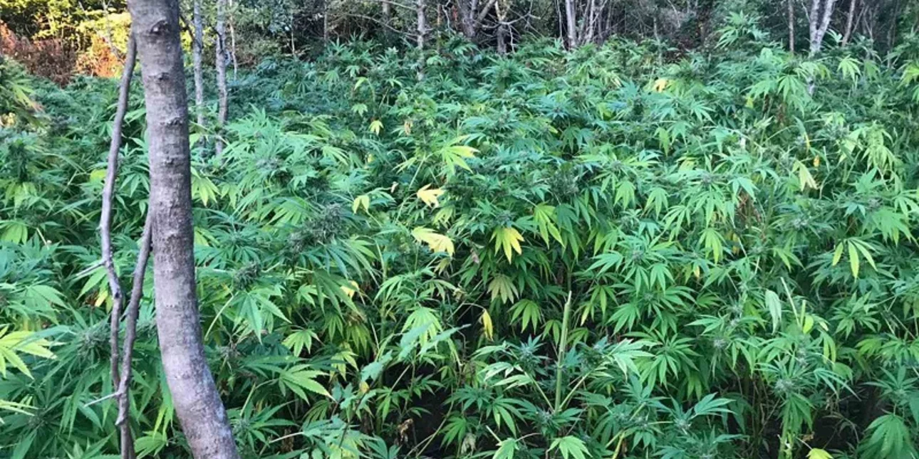 565 δενδρύλλια κάνναβης εντοπίστηκαν σε περιοχή των Σφακίων στην Κρήτη