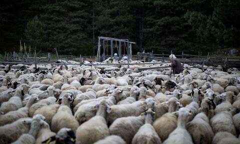 Κρήτη: Κτηνοτρόφος πυροβόλησε κτηνοτρόφο με αιτία τη ...βοσκή
