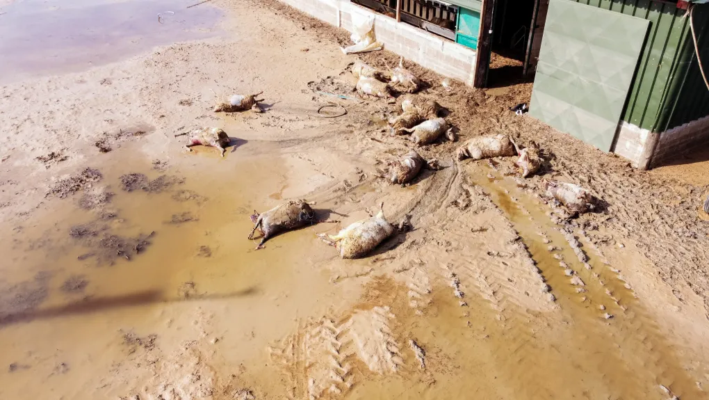 Υγειονομική βόμβα: Άταφα παραμένουν εκατοντάδες ζώα στη Θεσσαλία