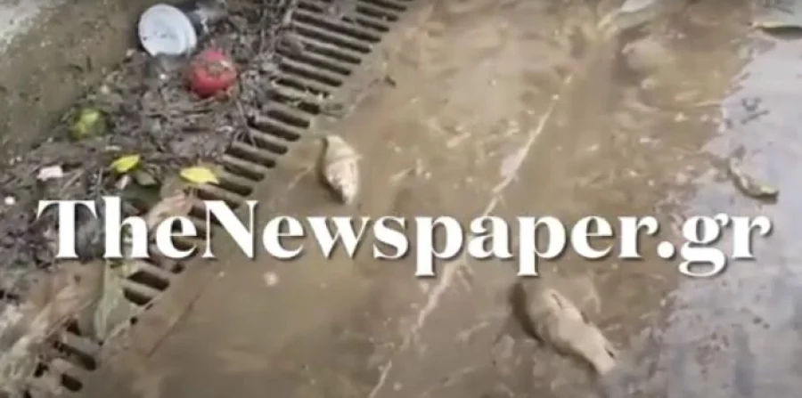 Απίστευτο: Μετά τη νέα κακοκαιρία,ψάρια σπαρταρούν στους δρόμους του Βόλου (βίντεο)