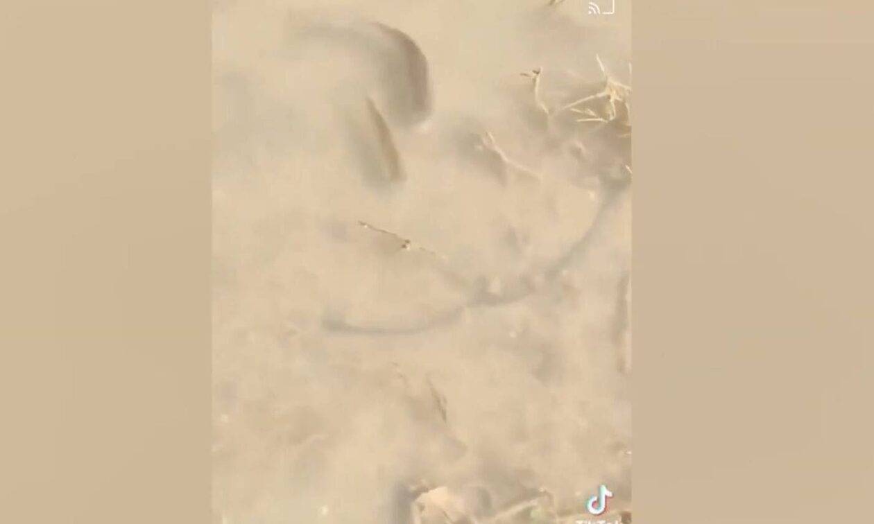 Ψάρια κολυμπούν στους δρόμους της Γιάννουλης στη Λάρισα