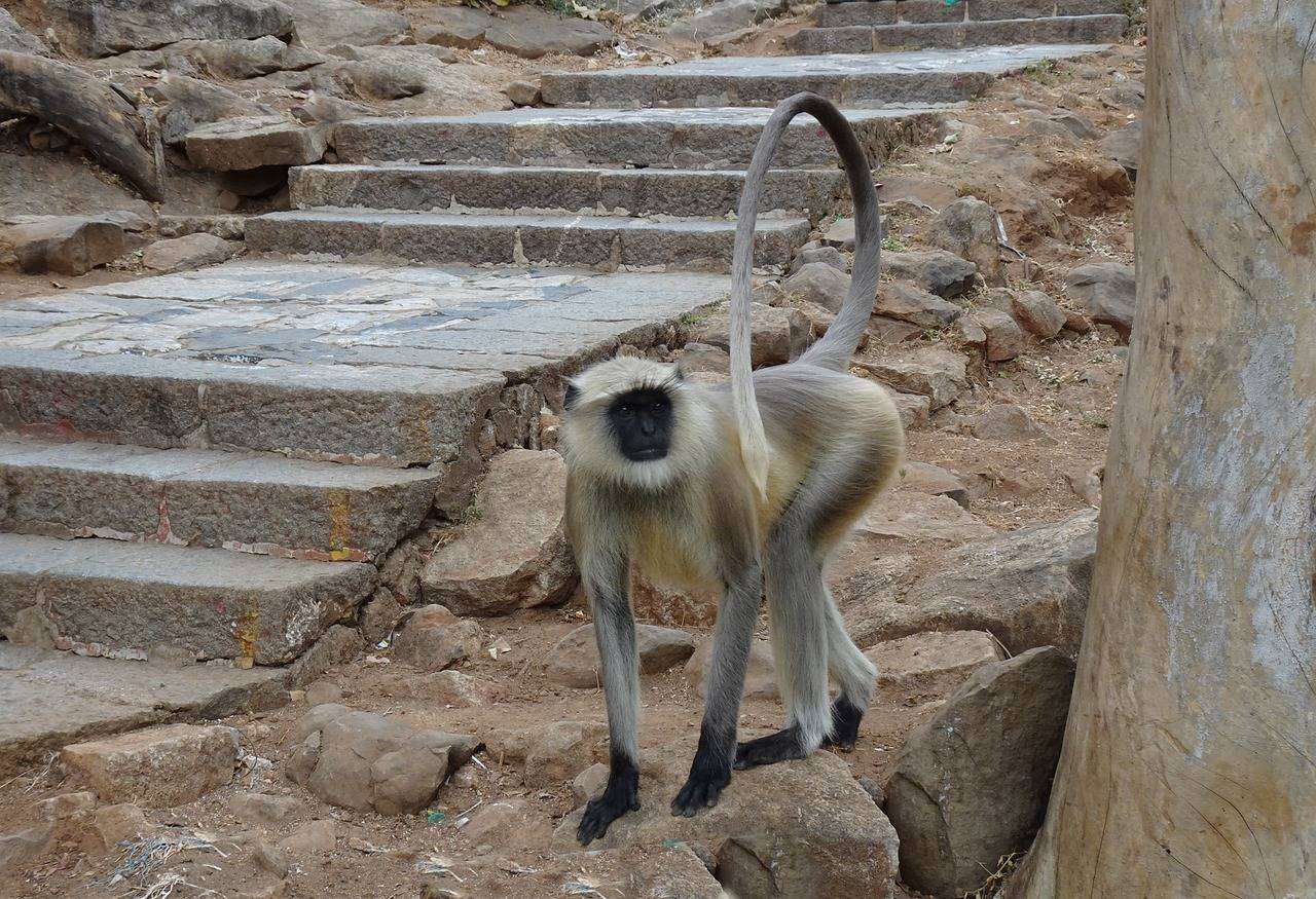 Ινδία: Πίθηκος δολοφόνησε 10χρονο αγόρι