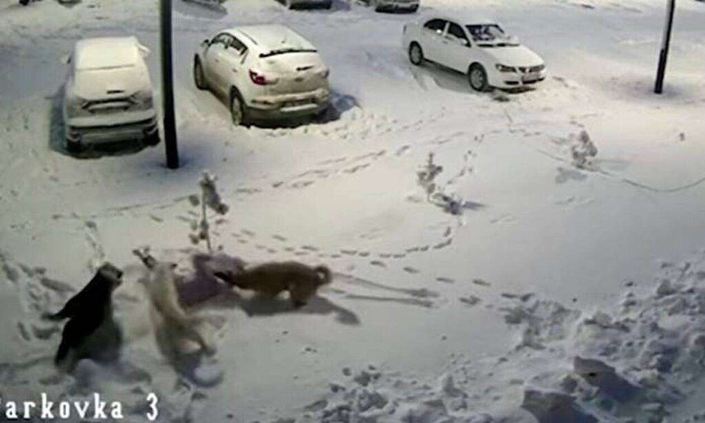 Ρωσία: Αγέλη αδέσποτων επιτέθηκε σε 9χρονη – Νοσηλεύεται με πολλαπλά τραύματα// ΒΙΝΤΕΟ