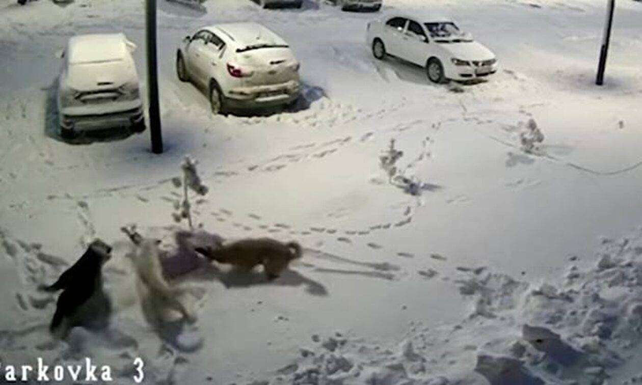 Ρωσία: Αγέλη αδέσποτων επιτέθηκε σε 9χρονη - Νοσηλεύεται με πολλαπλά τραύματα// ΒΙΝΤΕΟ