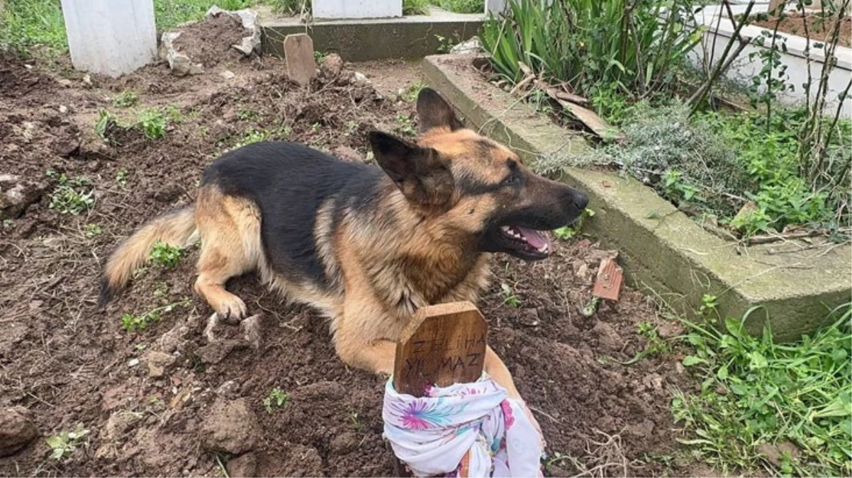 Συγκινεί ο νέος "Χάτσικο": Ο σκυλάκος δε φεύγει από τον τάφο της ιδιοκτήτριάς του που απεβίωσε πριν 52 ημέρες