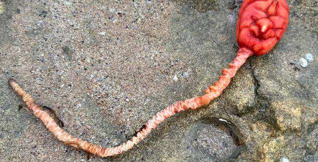 «Μυστηριώδες πλάσμα» ξεβράστηκε σε ακτή της Βικτώριας