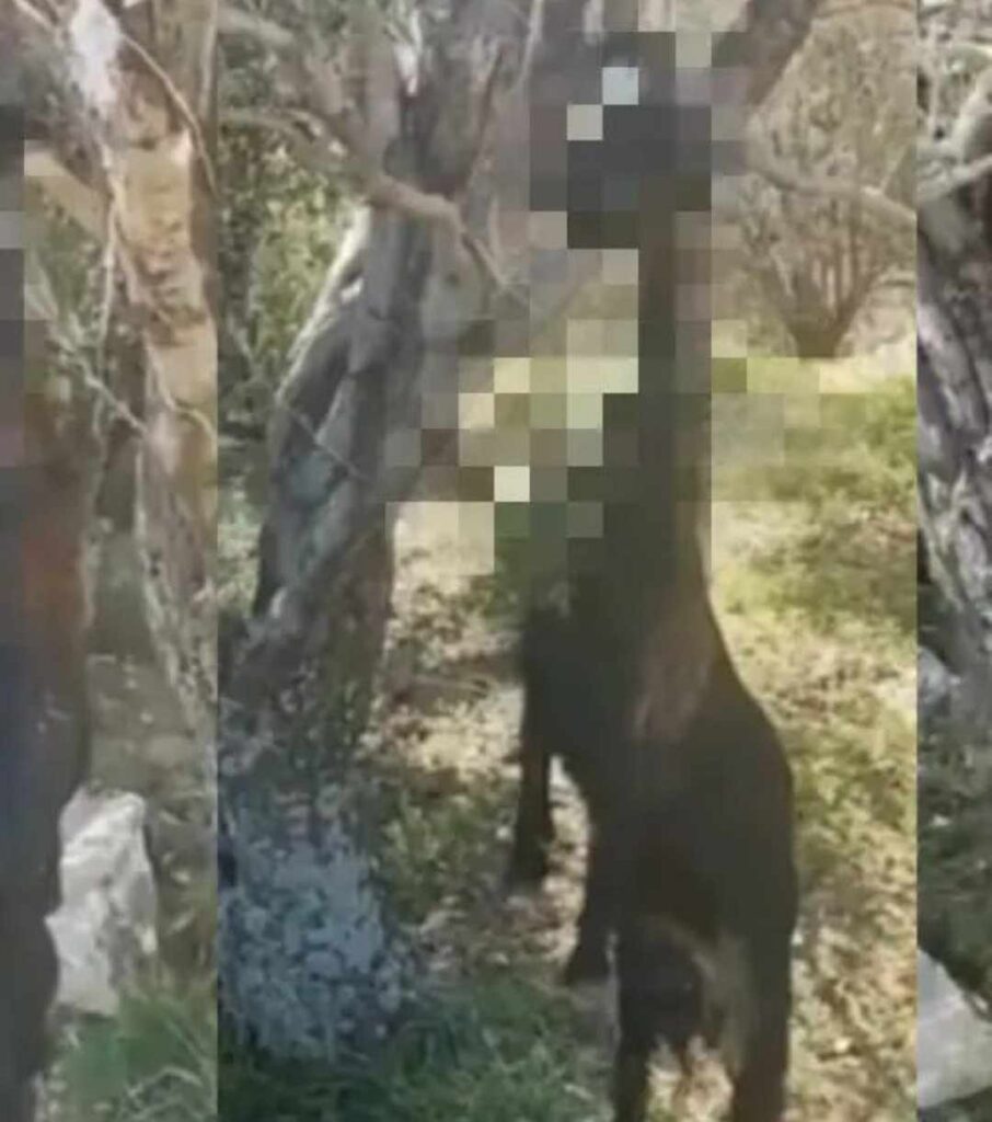 Ικαρία: Άγρια κακοποίηση ζώου – “Δίποδα” κρέμασαν κατσίκα σε δέντρο