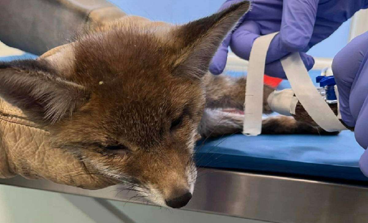 Χαλκιδική: Θύμα τροχαίου έπεσε ένα μικρό αλεπουδάκι στην ευρύτερη περιοχή Ολύνθου