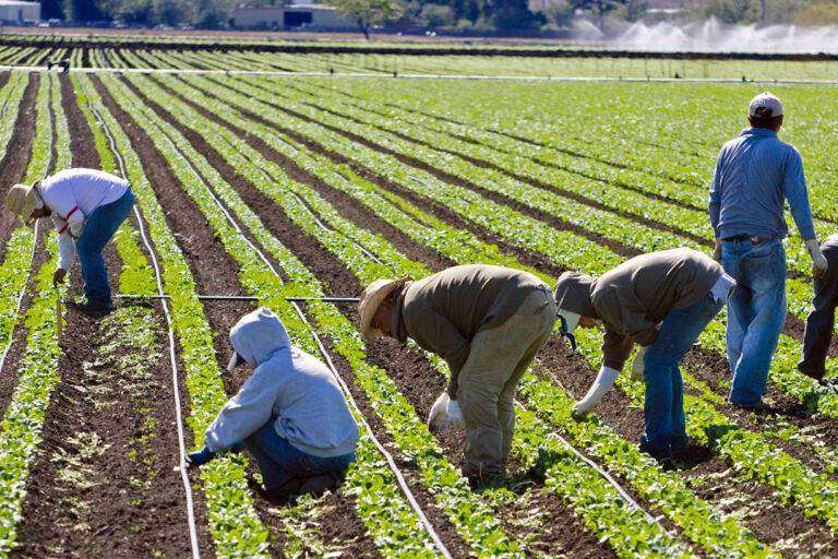 Έρχονται 5.000 Αιγύπτιοι εργάτες γης – Ενεργοποιείται η συμφωνία με την Αίγυπτο