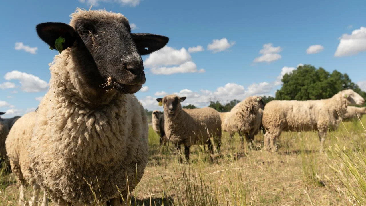 Πανώλη στη Θεσσαλία: Ευρωπαϊκό κλιμάκιο φτάνει σήμερα στην Λάρισα