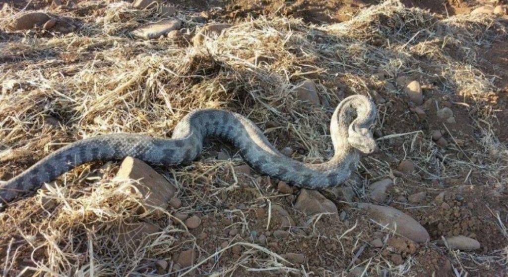 Πιερία: Οχιά δάγκωσε γυναίκα – Τρύπωσε κάτω από το κρεβάτι της 2 ετών εγγονής της