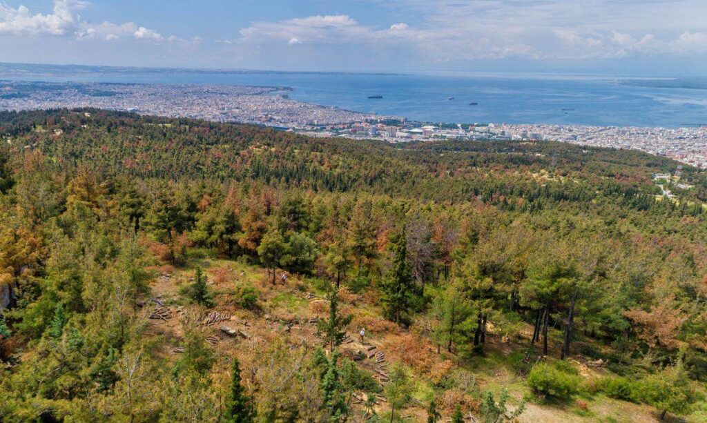 Έκοψαν δέντρα στο δάσος Σέιχ Σου για το «flyover»
