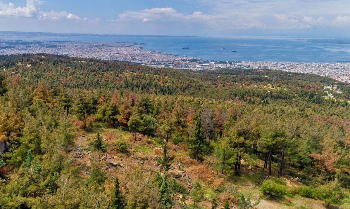 Έκοψαν δέντρα στο δάσος Σέιχ Σου για το «flyover»