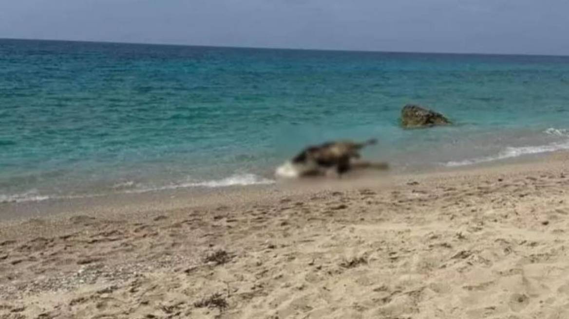 Νεκρές αγελάδες “ξέβρασε” η θάλασσα σε παραλίες της Λευκάδας