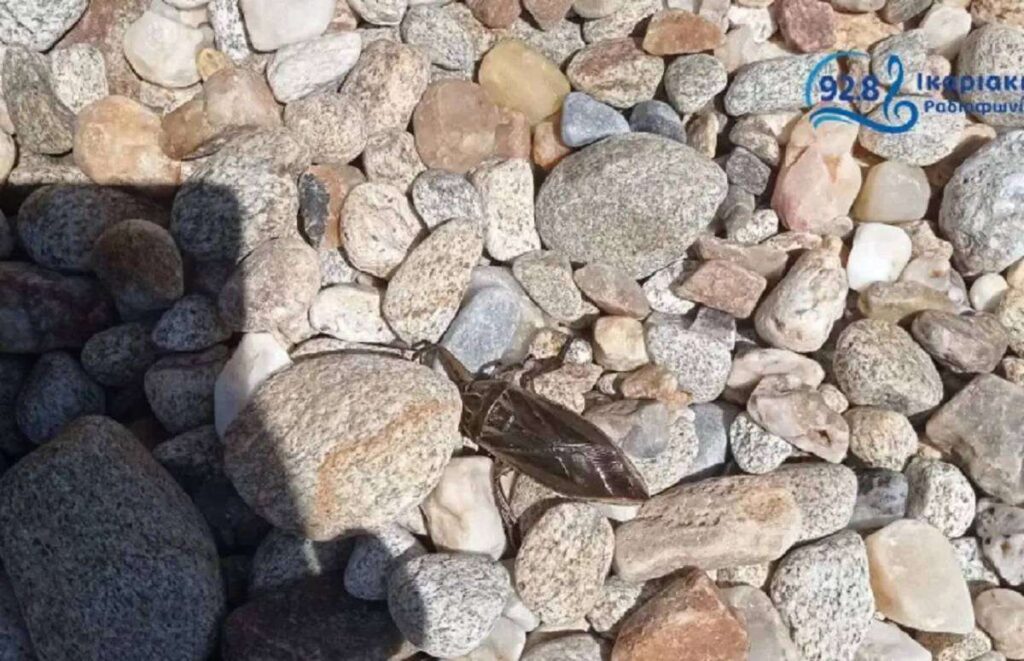 Ικαρία: Δηλητηριώδες έντoμο εντοπίστηκε σε παραλία του νησιού