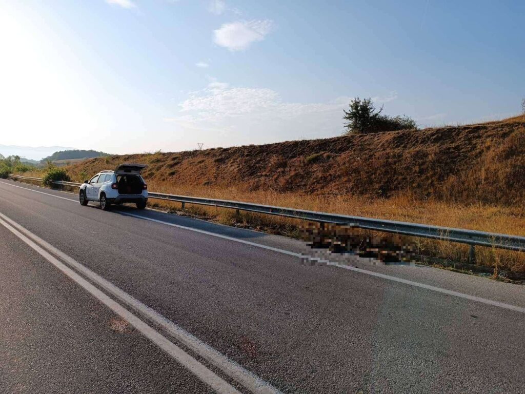 Φλώρινα: Αυτοκίνητο χτύπησε και σκότωσε δύο μικρά αρκουδάκια