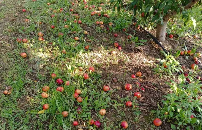 Κοζάνη: Καταστροφές στις καλλιέργειες στο Βελβεντό από το ξαφνικό μπουρίνι