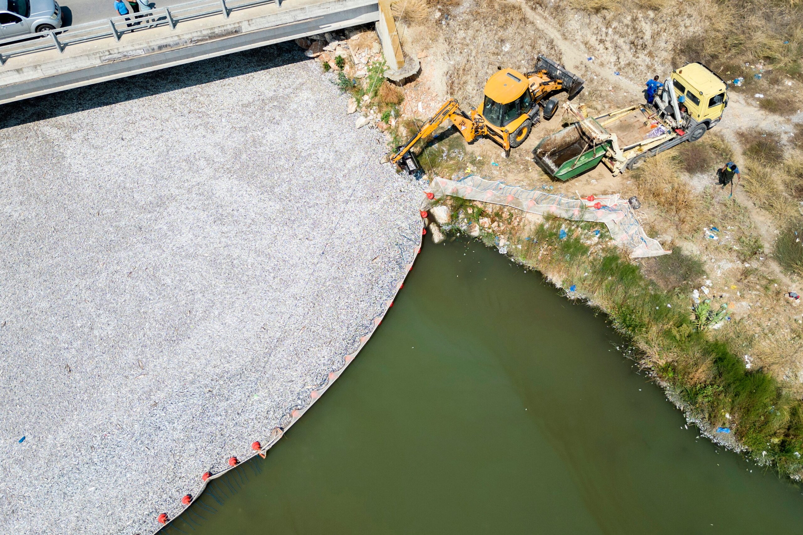 Race to stop river of dead fish as stench hits Greek tourist port | The Independent