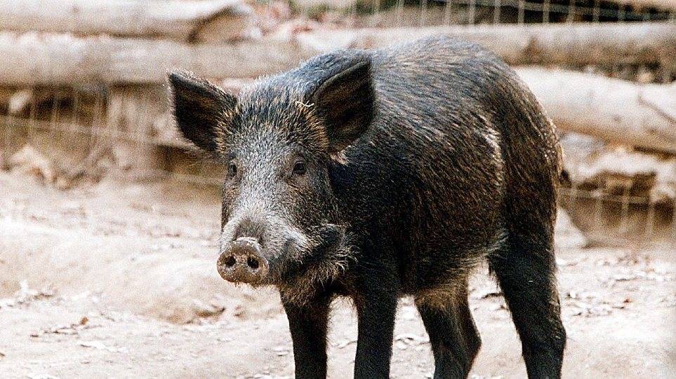 Ταξί συγκρούστηκε με αγριογούρουνο στο Πόρτο Ράφτη