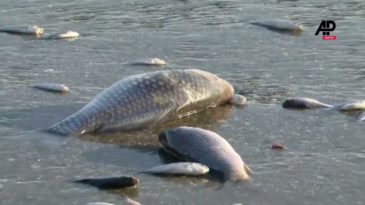 Thousands of dead fish have washed up at the port of Volos, central Greece - YouTube