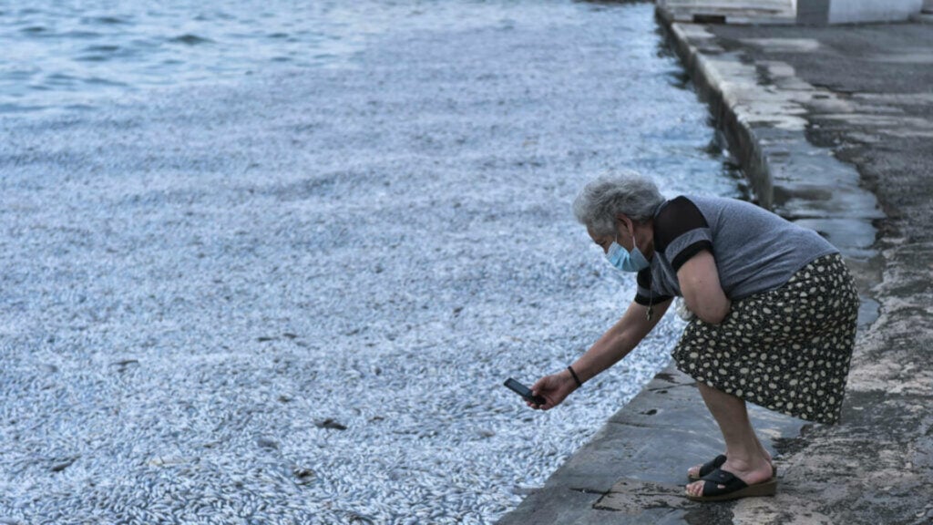 Thousands of dead fish wash ashore in Volos harbour - Investigation begins - Neos Kosmos
