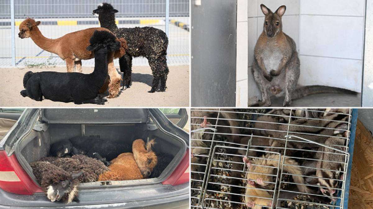 Τουρκία: Έλληνας από τη Θράκη μετέφερε με αυτοκίνητο 42 ζώα – Τον συνέλαβαν οι τουρκικές Αρχές