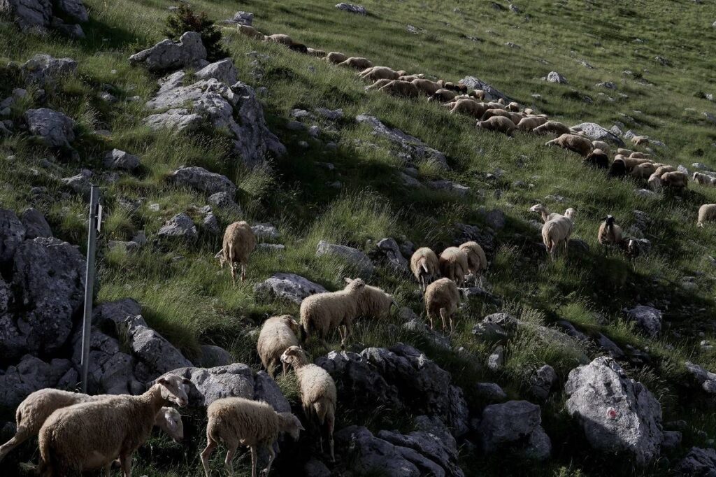 Στον “πυρετό” της ευλογιάς ο Έβρος – 6.300 θανατώσεις ζώων – Ύποπτο κρούσμα στο δήμο Παγγαίου στην Καβάλα
