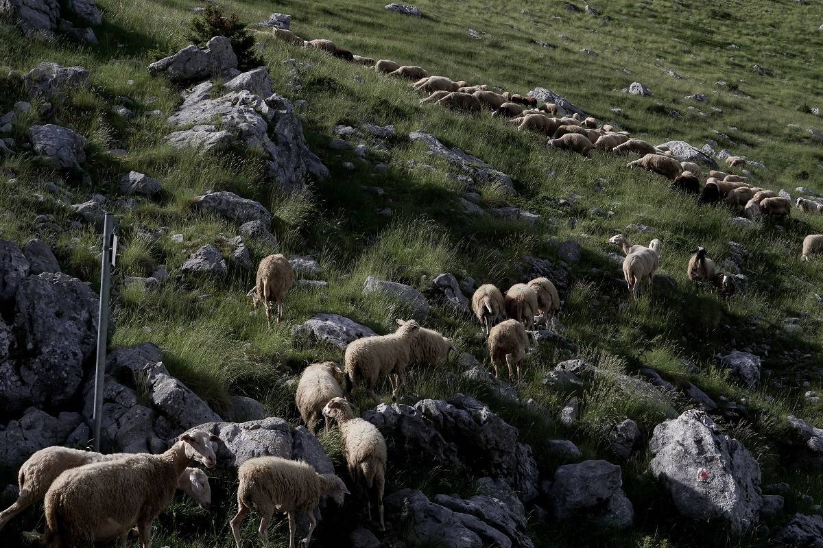 Στον “πυρετό” της ευλογιάς ο Έβρος – 6.300 θανατώσεις ζώων – Ύποπτο κρούσμα στο δήμο Παγγαίου στην Καβάλα