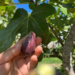 Η λειψυδρία απειλεί τις καλλιέργειες – Προ των πυλών νέες ανατιμήσεις