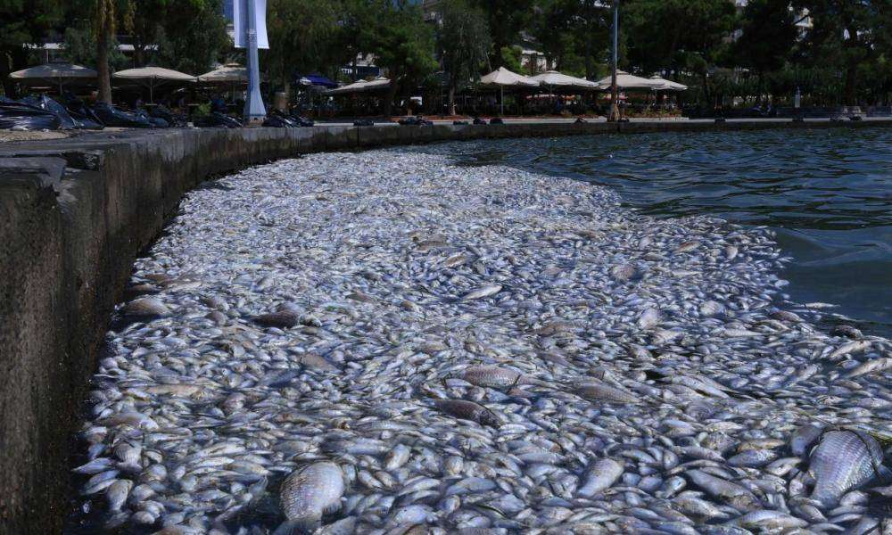 Βόλος: Xιλιάδες σκουλήκια δίπλα στα νεκρά ψάρια – Πολλαπλές εστίες μόλυνσης