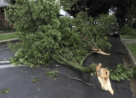 Θεσσαλονίκη: Δεκάδες δέντρα έπεσαν από τους θυελλώδεις ανέμους - 200 κλήσεις στην Πυροσβεστική