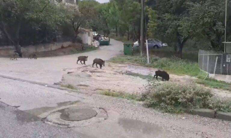 Θεσσαλονίκη: Αγριογούρουνα και λύκοι έκαναν ξανά την εμφάνισή τους σε Πανόραμα και Ωραιόκαστρο