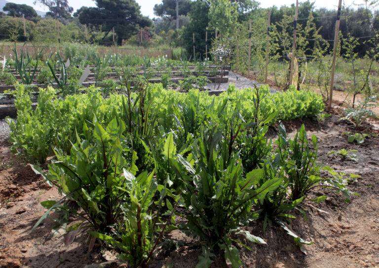 Θεσσαλονίκη: Λαχανόκηποι σε τρία δημοτικά σχολεία του δήμου