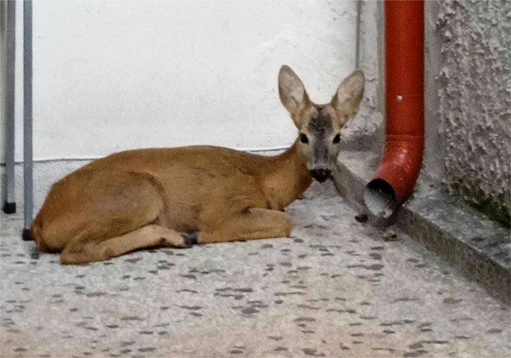 Έσωσαν ζαρκάδι που εγκλωβίστηκε στη Νάουσα