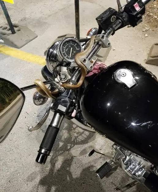 Τρόμος για μοτοσικλετιστή στην Ηγουμενίτσα: Φίδι τυλίχθηκε εν κινήσει στο τιμόνι της μηχανής