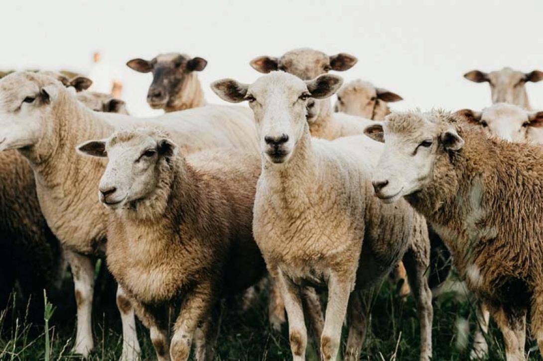 Πανώλη των αιγοπροβάτων: Μερική άρση των περιορισμών στη Δυτική Ελλάδα