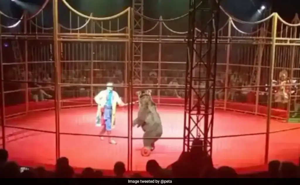 Αρκούδα επιτέθηκε στον εκπαιδευτή της μπροστά σε θεατές τσίρκου