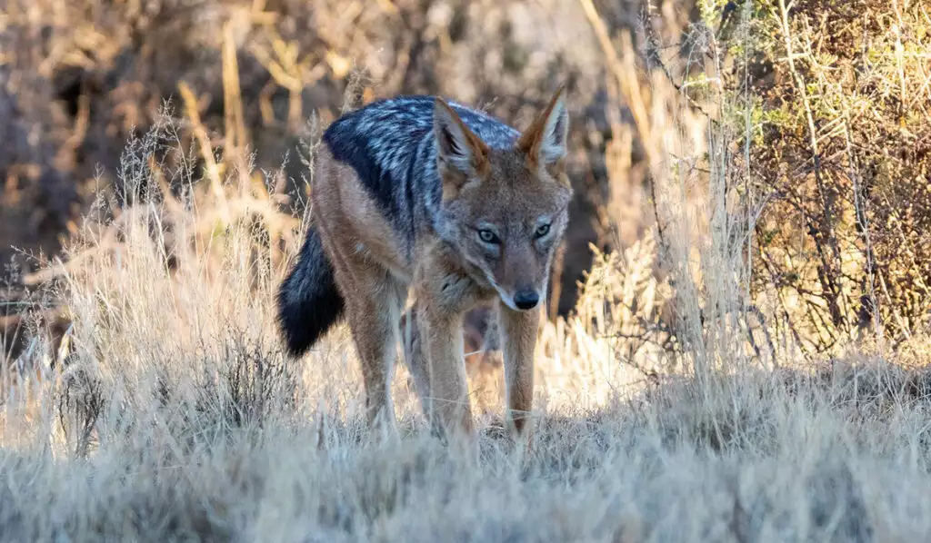 Κτηνωδία στη Μεσσηνία: Κρέμασαν τσακάλια από πινακίδες κυκλοφορίας