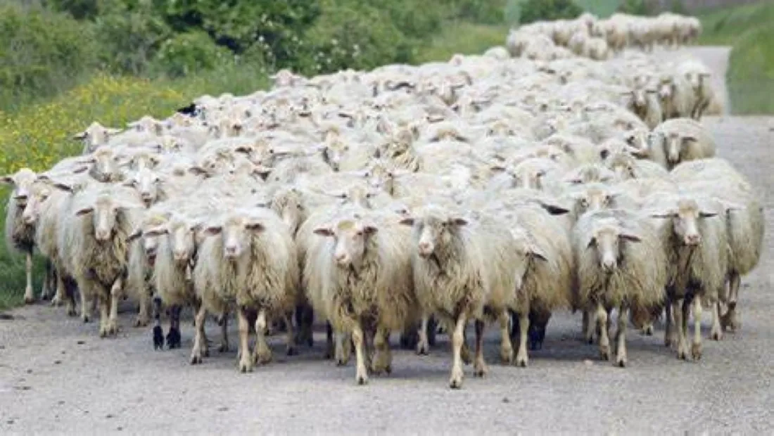 Ευλογιά προβάτων: Κλείσιμο σφαγείων και απαγόρευση μετακινήσεων - Φόβοι για ελλείψεις και εκτίναξη τιμών