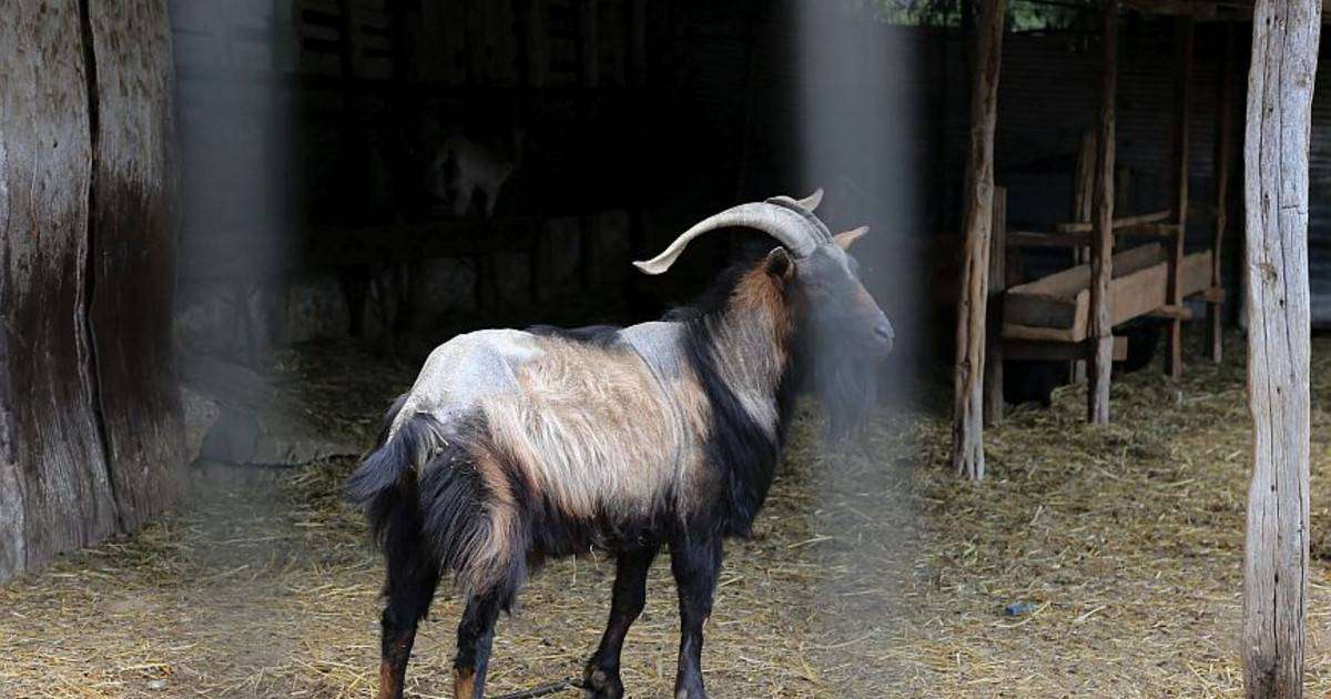 Εικόνα – σοκ στο Ηράκλειο: Πέταξαν κριάρι σε κάδο απορριμμάτων